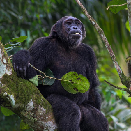 2-Day Kibale Forest — Chimp Trek & Bigodi Wetland Walk